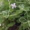 Bacopa australis, Aquariumpflanze für schattige Orte