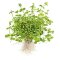 Bacopa australis, Aquariumpflanze für schattige Orte