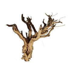 Etosha-Tree, besondere Aquarienwurzel10 - 15 cm