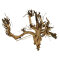 Etosha-Tree, besondere Aquarienwurzel 15 - 25 cm