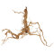 Aquadeco Curl Wood - Einzigartige Optik M, 60-80 cm, Aquariumwurzel