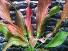 Echinodorus "Hot Pepper" mittelgroße rotgefärbte Schwertpflanze
