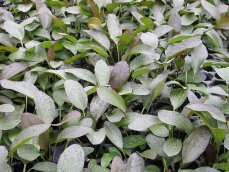 Echinodorus "Hot Pepper" mittelgroße rotgefärbte Schwertpflanze