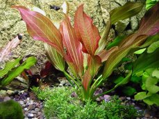 Echinodorus "Hot Pepper" mittelgroße rotgefärbte Schwertpflanze
