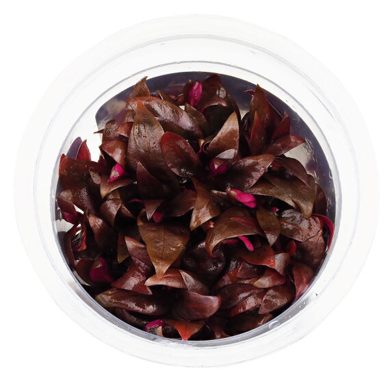 Alternanthera reineckii Mini InVitro