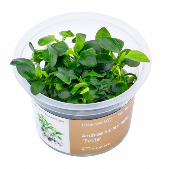 Anubias barteri Petite InVitro