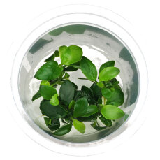 Anubias barteri Petite InVitro