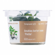 Anubias barteri Petite InVitro
