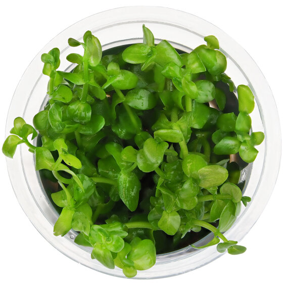 Bacopa caroliniana, pflegeleichte InVitro Pflanze