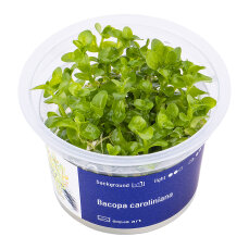 Bacopa caroliniana, pflegeleichte InVitro Pflanze