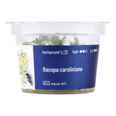 Bacopa caroliniana, pflegeleichte InVitro Pflanze