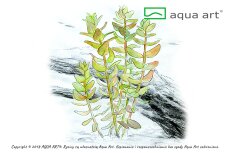 Bacopa caroliniana, pflegeleichte InVitro Pflanze