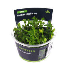 Bacopa caroliniana, pflegeleichte InVitro Pflanze