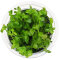 Bacopa caroliniana, pflegeleichte InVitro Pflanze