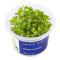 Bacopa caroliniana, pflegeleichte InVitro Pflanze