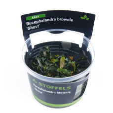 Bucephalandra brownie Ghost InVitro