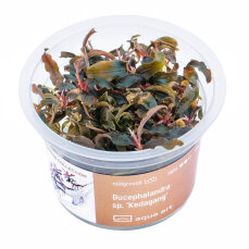 Bucephalandra Kedagang InVitro