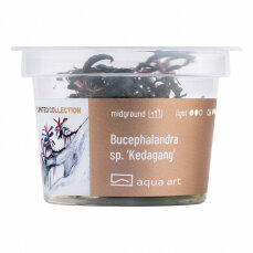 Bucephalandra Kedagang InVitro
