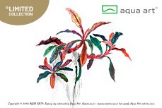 Bucephalandra Kedagang InVitro
