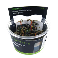 Bucephalandra Kedagang InVitro