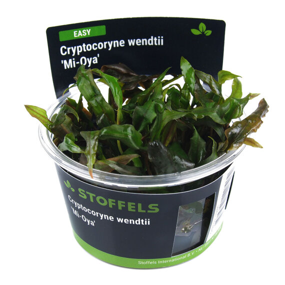 Cryptocoryne wendtii Mi Oya InVitro
