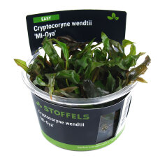 Cryptocoryne wendtii Mi Oya InVitro