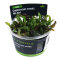 Cryptocoryne wendtii Mi Oya InVitro