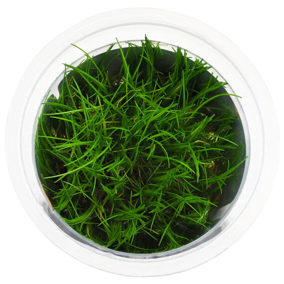 Eleocharis parvula -Teppich-Nadelsimse InVitro Pflanze