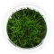 Eleocharis parvula -Teppich-Nadelsimse InVitro Pflanze