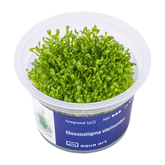 Glossostigma elatinoides InVitro