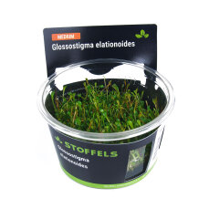 Glossostigma elatinoides InVitro