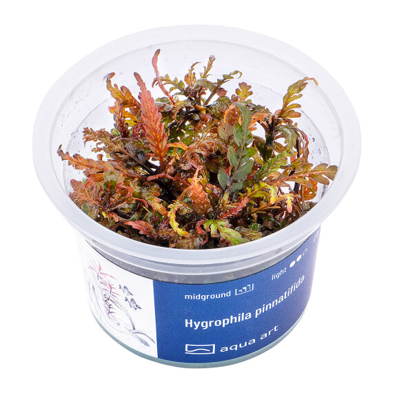 Hygrophila pinnatifida InVitro Pflanze