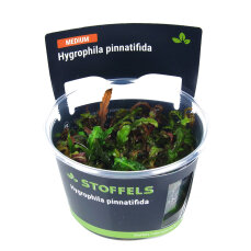 Hygrophila pinnatifida InVitro Pflanze