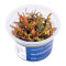 Hygrophila pinnatifida InVitro Pflanze