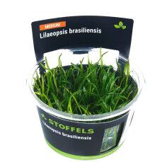 Lilaeopsis brasiliensis InVitro