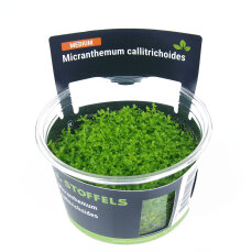 Micranthemum callitrichoides InVitro