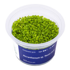 Micranthemum tweediei InVitro (Monte Carlo)