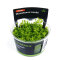 Micranthemum tweediei InVitro (Monte Carlo)