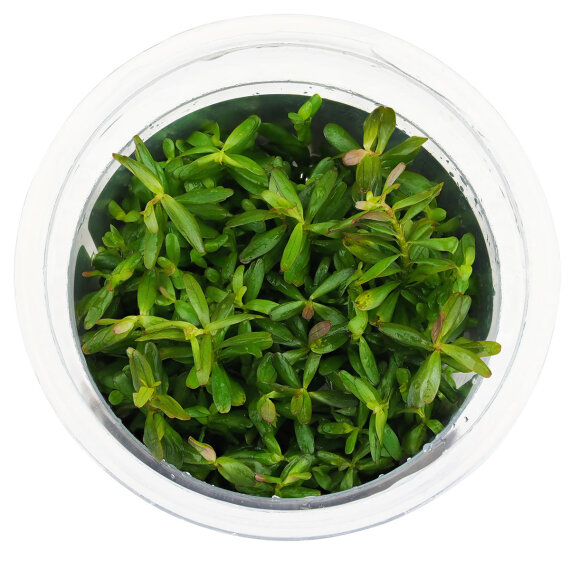 Rotala rotundifolia Green InVitro