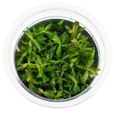 Rotala rotundifolia Green InVitro