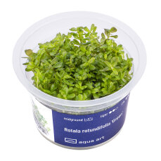 Rotala rotundifolia Green InVitro