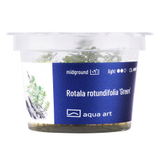 Rotala rotundifolia Green InVitro