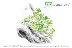 Rotala rotundifolia Green InVitro