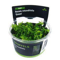 Rotala rotundifolia Green InVitro