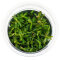 Rotala rotundifolia Green InVitro