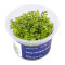 Rotala rotundifolia Green InVitro