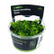 Rotala rotundifolia Green InVitro