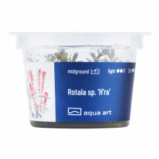 Rotala rotundifolia Hra InVitro