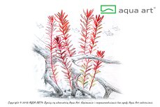 Rotala rotundifolia Hra InVitro