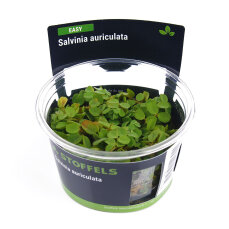 Salvinia auriculata InVitro Pflanze, Schwimmpflanze